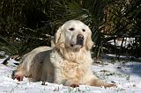 GOLDEN RETRIEVER 817